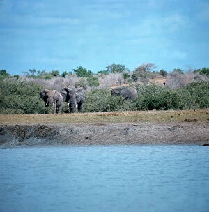 Images Dated 12th November 2009: Elephants in the savannah