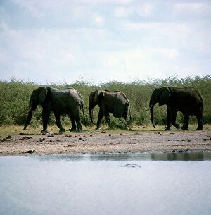 Images Dated 12th November 2009: Elephants in the savannah