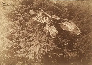 Falke in Flug über der Toskana