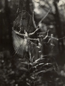 Images Dated 3rd December 2010: 'Fantasia boschiva.' Superimposition of two images showing a spider's web and a dancer