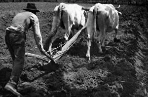 Images Dated 29th July 2009: A farmer ploughing the land. Postcard sent by the photographer to Vincenzo Balocchi