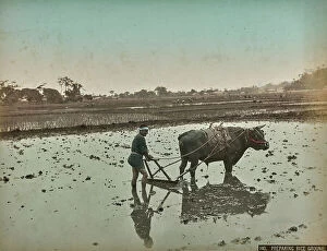 Japan: A farmer during the plowing of a rice cultivation ground, Japan