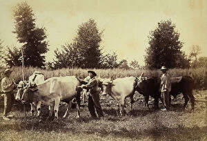 Images Dated 4th April 2011: Farmers and oxen in a field