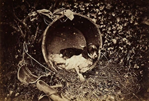 Images Dated 4th April 2011: A female dog with puppy resting in a wash tub; Europe