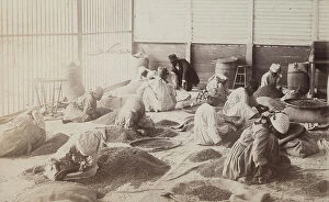 Images Dated 13th December 2007: Female workers in the 'Usine Limmands Petit-Joane' agricultural company during a planting