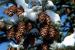 Images Dated 9th February 2009: Fir tree branches with pinecones, half-covered by snow