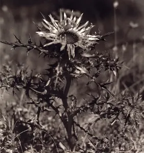 Fleur Impressions: Fleurs de champ