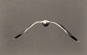 Images Dated 6th May 2009: The flight of a seagull photographed in Dalmatia