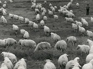 Animales en un paisaje rural italiano del siglo XIX