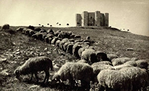 Images Dated 26th August 2009: Flock of sheep grazing in front of the castle of Frederick II, named the Castle of the Mountain