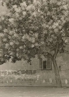 LAlbero fiorito