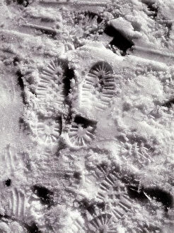 Images Dated 9th February 2009: Footprints in the snow