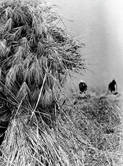Images Dated 9th May 2011: 'For daily bread'. Harvested sheaves of wheat