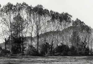 Bosco a Barbata, Toskana