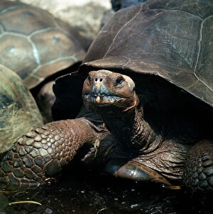 Images Dated 26th August 2009: Galapagos giant tortoise (Geochelone elephantopus), Isla Santa Cruz, Ecuador
