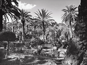 Images Dated 4th June 2003: A garden of palm trees in Palermo