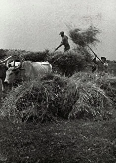 Images Dated 29th April 2011: Gathering hay