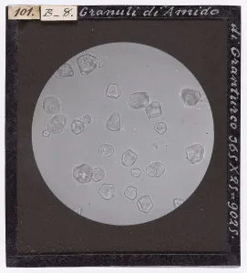 Granos de amido de maíz amplificados al microscopio