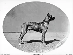 Chien de race danoise