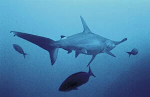 Images Dated 11th June 2008: A great hammerhead shark moving away from the photographer in the ocean bed of Cocos Island