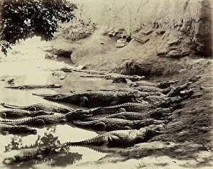 Images Dated 25th March 2011: A group of crocodiles resting in a swamp in Karachi, Pakistan