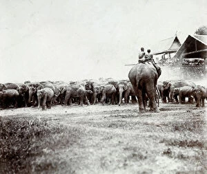Images Dated 25th March 2011: A group of untrained elephants, controlled by two tamers