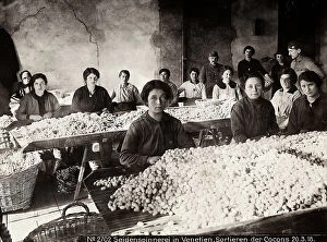 Images Dated 12th April 2011: Group of workers selecting silk cocoons in a spinning mill in Veneto
