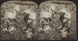 Images Dated 8th November 2011: A group of young female tea gatherers in Ashikubo, Japan