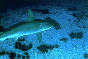 Images Dated 22nd February 2008: Hammerhead shark on the seabeds of Sicily