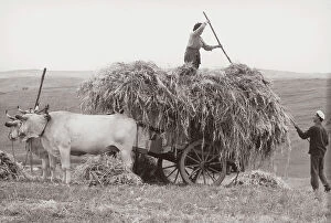 Images Dated 29th September 2006: 'Harvesting in hay in Tuscany'