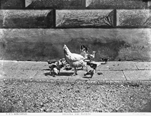 Hühner mit Küken
