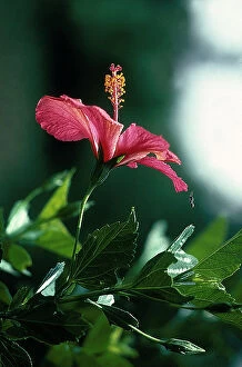 Images Dated 15th December 2009: Hibiscus flower