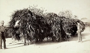 Images Dated 1st August 2011: Horses loaded with green forage in Cuba