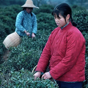 Images Dated 26th October 2009: Huang-Tcheu. Women at work in a tea plantation in the People's commune