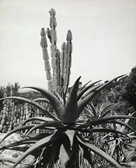 Images Dated 3rd May 2011: The image shows a series of succulent plants among which an agave in the foreground