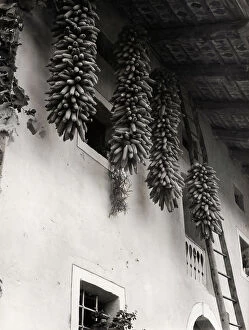 Images Dated 2nd February 2009: 'In Solvenia'. Corn cobs hung in front of a house with a ladder leaning against it
