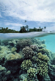 Images Dated 13th June 2008: The inner coral reef right below the surface of the water in the lagoon of Ranghiroa