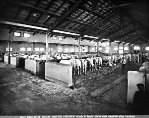 Images Dated 28th July 2011: Interior of an industrial stable in Jolanda di Savoia, province of Ferrara