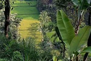 Images Dated 6th September 2011: Island of Java. Just blossomed paddy fields