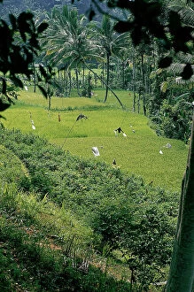 Images Dated 6th September 2011: Island of Java. Just blossomed paddy fields