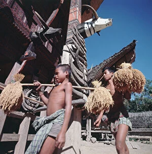 Images Dated 11th July 2011: Island of Sulawesi (Celebes), Ethnic group toraja, rice harvest