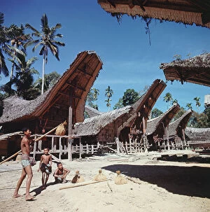 Images Dated 11th July 2011: Island of Sulawesi (Celebes), Ethnic group toraja, rice harvest