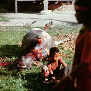 Images Dated 25th July 2011: Island of Sulawesi (Celebes) ritual sacrifice of a bull among the Toraja, (before harvest)