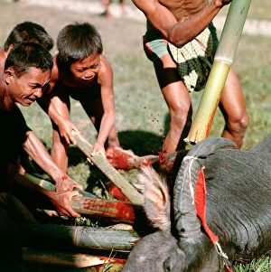 Images Dated 26th July 2011: Island of Sulawesi (Celebes) ritual sacrifice of a bull among the Toraja, (before harvest)