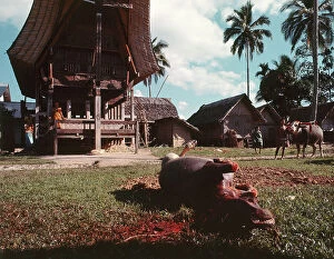 Images Dated 25th July 2011: Island of Sulawesi (Celebes) ritual sacrifice of a bull among the Toraja, (before harvest)
