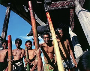 Images Dated 26th July 2011: Island of Sulawesi (Celebes) ritual sacrifice of a bull among the Toraja, (before harvest)
