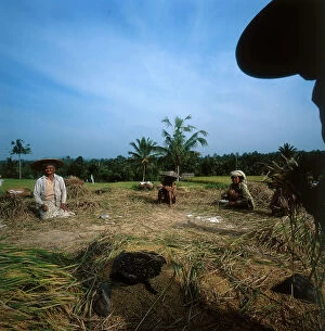 Images Dated 5th September 2011: Island of Sumatra. Rice harvest