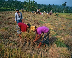 Images Dated 5th September 2011: Island of Sumatra. Rice harvest