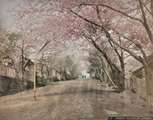 Japan: 'Japan' album: Flowered cherry trees
