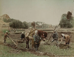 Japan: Japanese farmers at work in a field